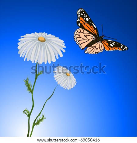 nature background, butterfly flying near the chamomile flower, spring or summer season with blue sky and morning sun