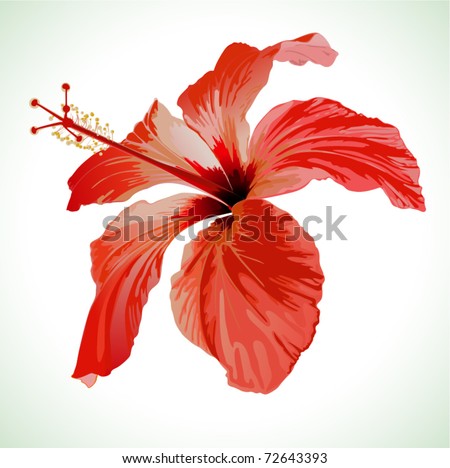 Hibiscus Flower Vector Illustration, Red Beautiful Plant On White