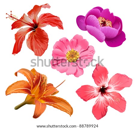 Tropical flower, exotic hibiscus