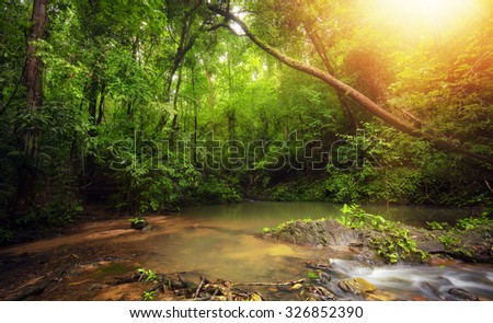 Inside in rainforest jungle with tropical plants and sun light shines through leaves and tree branches
