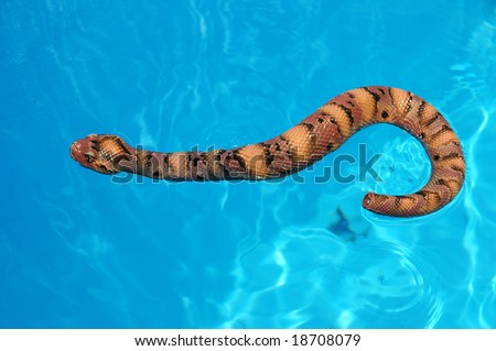 Blue Water and Snake
