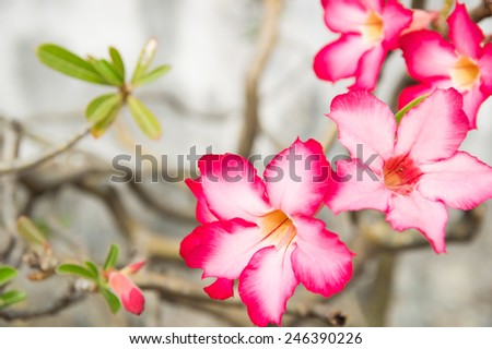 Blooming pink flowers, Desert Rose.
