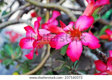 pink desert rose