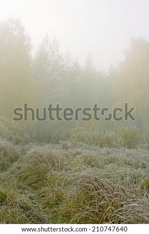 Foggy morning in late autumn. Path leads from the lake to the woods on the grass.