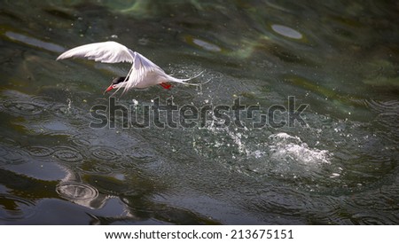 Common Tern diving into water for fish