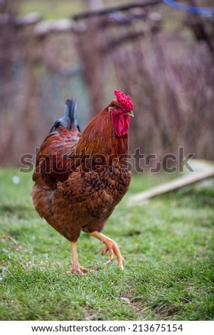 Strutting Chicken in local farm
