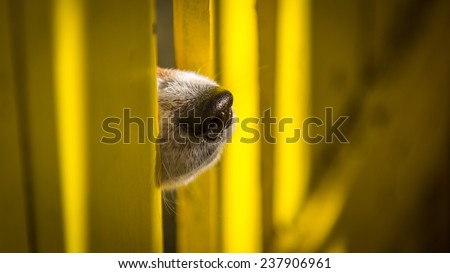 Curious Dog pokes nose through yellow fence
