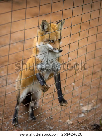 North American fox looking through wire fence at wildlife park