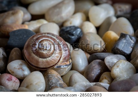 Macro shot of an old, weathered, snail shell, long abandoned. Parts of the shell have started to chip and fall off.