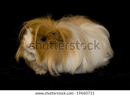 stock photo : Long-haired guinea-pig on black background