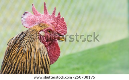 A beautiful colorful rooster in the chicken run