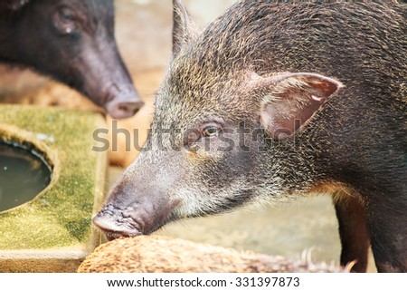 the boar are ever live in forest. but now, they are live in the farm.