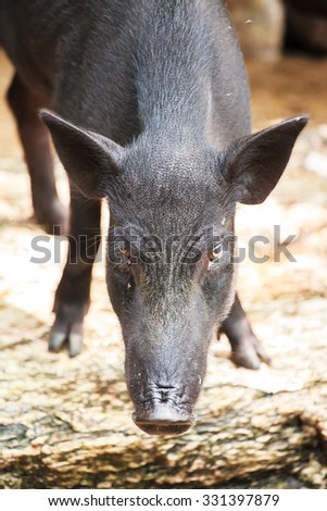 the boar are ever live in forest. but now, they are live in the farm.