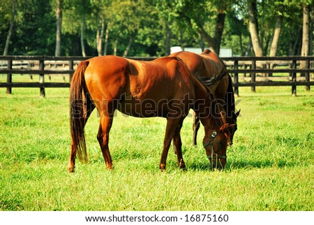 horses feeding on grass