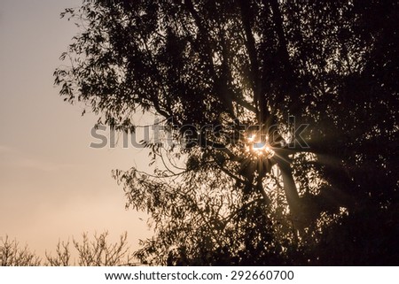 Yellow sun rays through the big trees