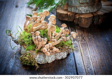 Group of wild forest mushrooms on a wooden saw cut on the green moss in the forest on a wooden dark background. selective Focus