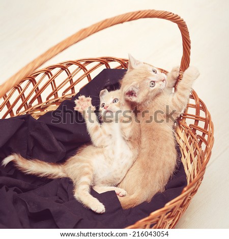 two lovely  little cat in wicker basket play
