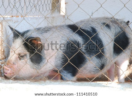 pig behind metal fence