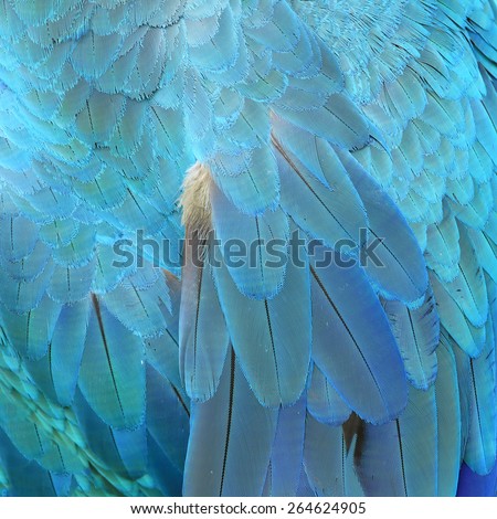 Colorful feathers, Macaw feathers background texture