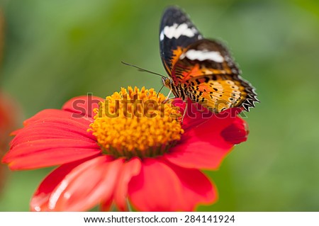 Monarch butterfly (Danaus plexippus) on orange garden flowers during autumn migration. Natural green background.