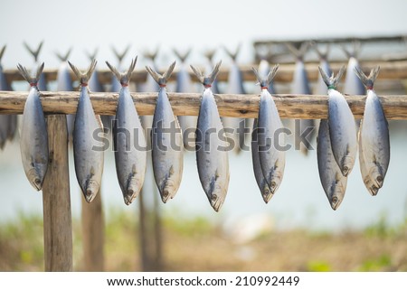 Fish drying by the sun hang on wooden rack, Thailand