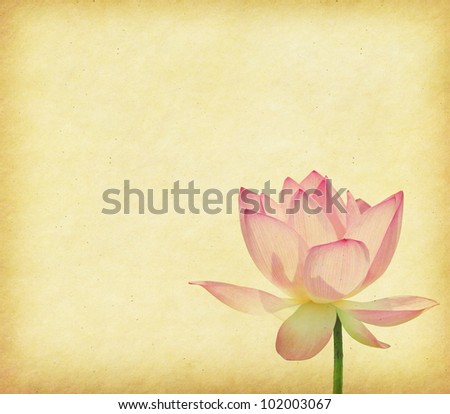 lotus with set of abstract painted background