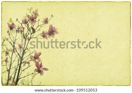 magnolia flower with Old antique vintage paper background