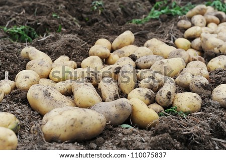 Harvesting in a potato field