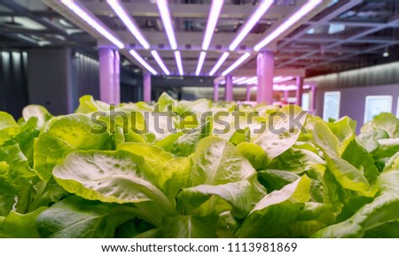 Organic hydroponic Brassica chinensis  vegetable grow with LED Light Indoor farm,Agriculture Technology