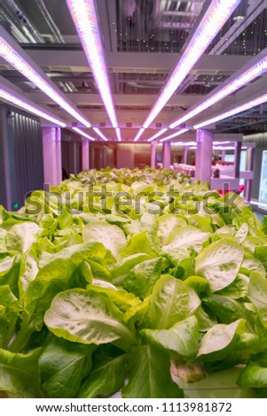 Organic hydroponic Brassica chinensis  vegetable grow with LED Light Indoor farm,Agriculture Technology