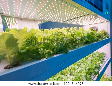 hydroponic vegetable grow with LED Light Indoor farm,Agriculture Technology,