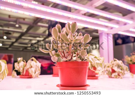 Organic hydroponic Miniature succulent plants (succulent cactus) grow with LED Light Indoor farm,Agriculture Technology