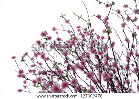 Peach blossom flower isolated on white background