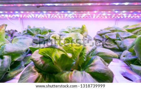 Greenhouse Vegetables Plant row Grow with Led Light Indoor Farm Agriculture Technology