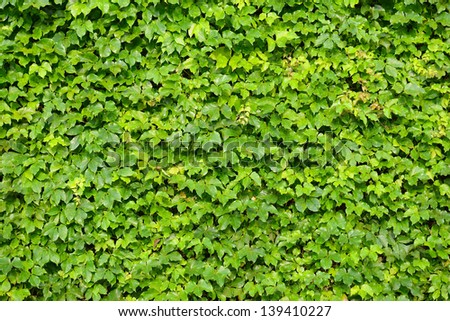 Green Creeper Plant