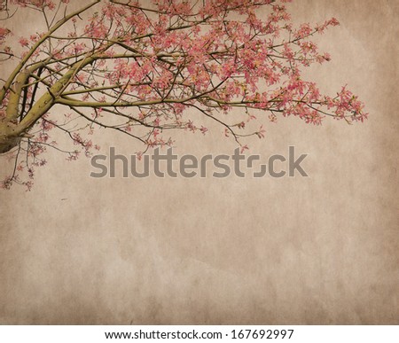 Flowers of the Silk Floss Tree, Chorisia Speciosa,blossom on Old antique vintage paper background
