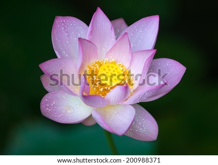 Charming lotus bloom in the pond