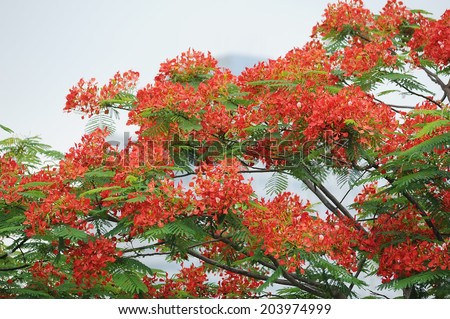Flame Tree or Royal Poinciana Tree