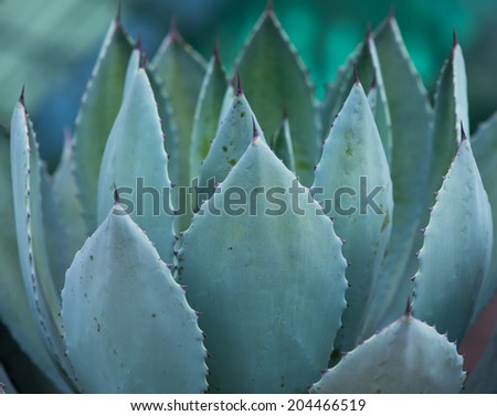 Macro of succulent plant in the desert