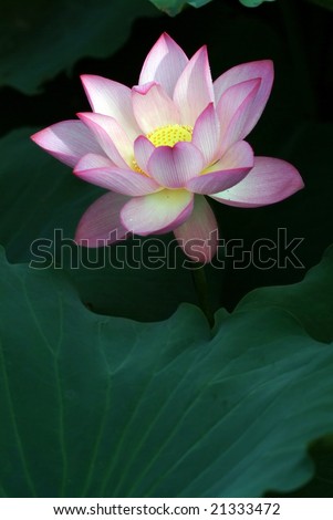 Close-up of beatiful pink lotus