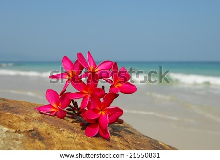 flower on reef with blue sea background