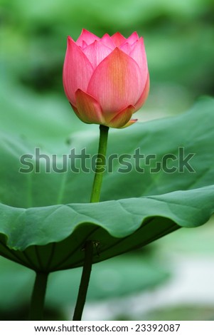 A charming lotus bloom in the pond.