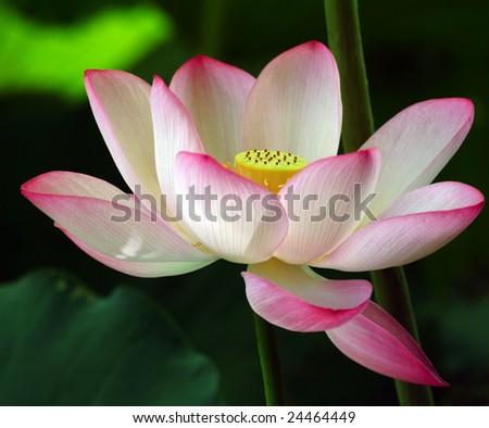 Charming lotus bloom in the pond.