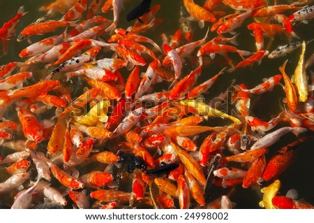 Red and gold fishes over water golden;