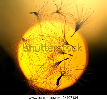 Some dandelion seeds fly away on a sunset  background