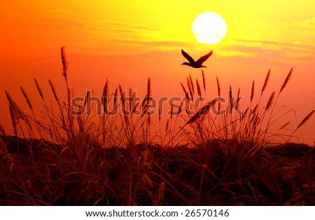 The bulrushes against sunlight over sky background in sunset with a flighting bird