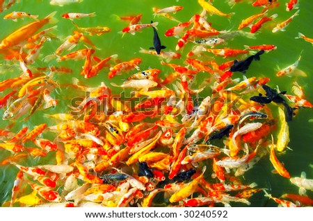Red and gold fishes over water golden(See more gold fishes in my portfolio).
