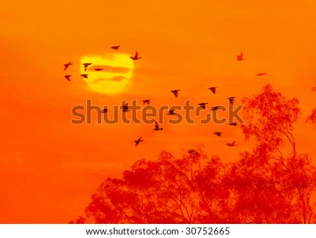 Birds flying above the tree(See more birds and sunset backgrounds in my portfolio).