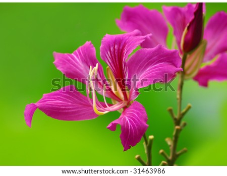 Hong Kong orchid flower with a green leave