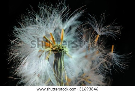 Some dandelion seeds fly away on a black background